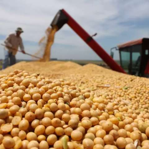 Covid n&atilde;o emperra o agroneg&oacute;cio e produ&ccedil;&atilde;o de MS deve crescer 4,4% 