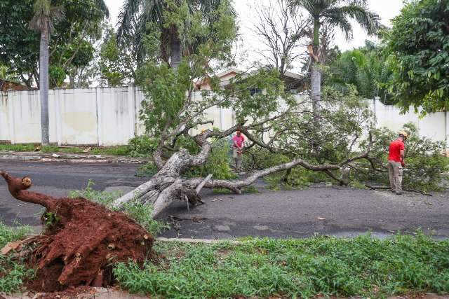 Volume de 62 mm de chuva derrubou pelo menos seis &aacute;rvores na Capital