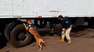 Cães auxiliam policiais e homem é preso transportando 2,8 toneladas de maconha Cães auxiliam policiais e homem é preso transportando 2,8 toneladas de maconha