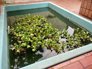 Piscina já tem até plantas aquáticas pelo tempo em que a água está parada (Foto: Direto das Ruas)