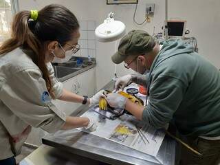 Veterinário operando a asa da arara que foi cortada com cerol. (Foto: Larissa Tinoco) 