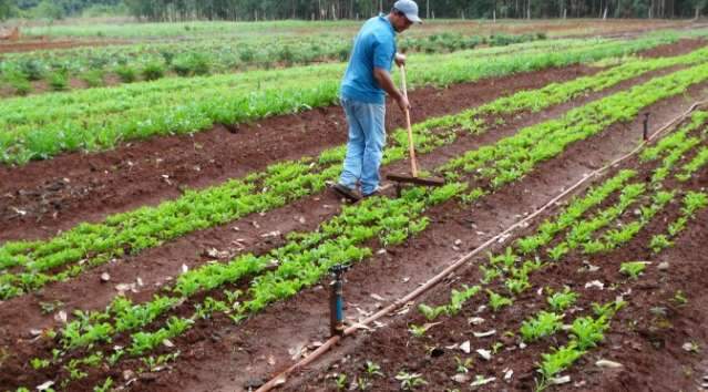 Agricultura familiar de MS ter&aacute; R$ 30 milh&otilde;es do Pronaf em meio a pandemia