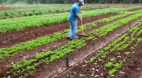 Agricultura familiar de MS terá R$ 30 milhões do Pronaf em meio a pandemia