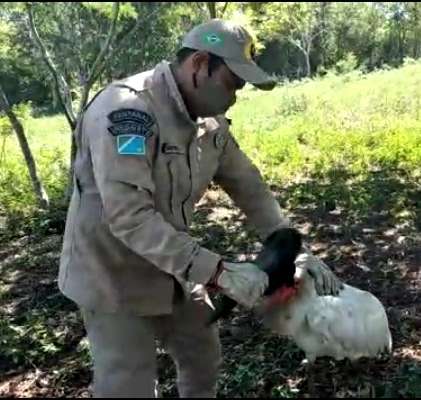 V&iacute;deo mostra resgate de tuiui&uacute; ferido no Pantanal