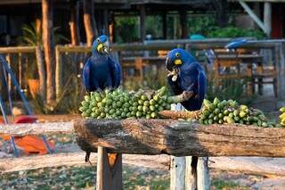 Casal de arara-azul, espécie de ave da família dos papagaios e periquitos, se alimentando em fazenda do Pantanal (Foto: Visit Pantanal/Divulgação)
