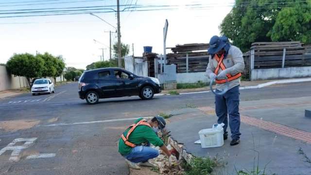 CCZ instala armadilhas em ruas, bueiros e córregos para controle de roedores