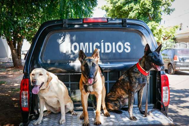 C&atilde;es n&atilde;o acham vest&iacute;gio e per&iacute;cia vai aplicar luminol em casa de desaparecida