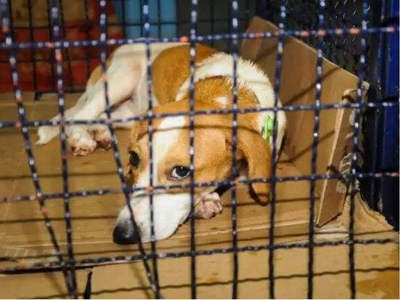 Processo seletivo para veterin&aacute;rios e t&eacute;cnicos tem sal&aacute;rio de at&eacute; R$ 3,9 mil