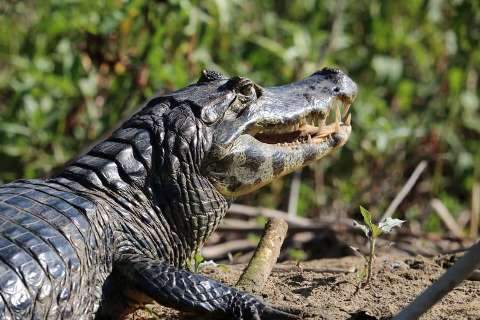 No Dia da Biodivesidade, grupo convoca homenagem com fotos do Pantanal