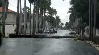 Palmeira centenária caiu na Avenida General Rondon (Foto: Direto das Ruas)