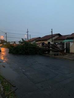 Uma árvore também caiu na rua Tricordiano, no Vilas Boas. (Foto: Direto das Ruas)