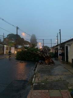 Árvore caiu com força dos ventos na Rua Tricordiano, no Vilas Boas (Foto: Direto das Ruas)