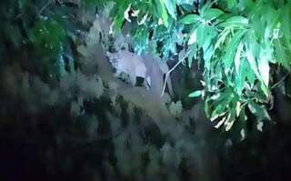 Foto tirada na noite de ontem, quando onça subiu em árvore (Foto: Nova News)