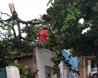 Temporal com ventos de 81 Km/h derrubou 27 &aacute;rvores em mun&iacute;cipio do interior 
