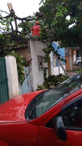 Temporal com ventos de 81 Km/h derrubou 27 &aacute;rvores em mun&iacute;cipio do interior 