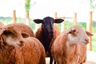 MS tem o 10º maior rebanhos de ovinos (Foto: Famasul/Divulgação)