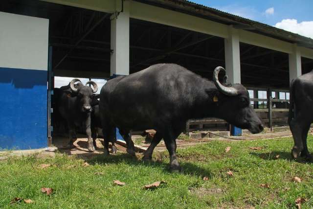 Dono de b&uacute;falos &eacute; indenizado por morte de animais em fazenda vizinha