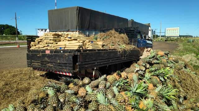 Pol&iacute;cia prende cinco com 648 quilos de maconha em carga de abacaxi