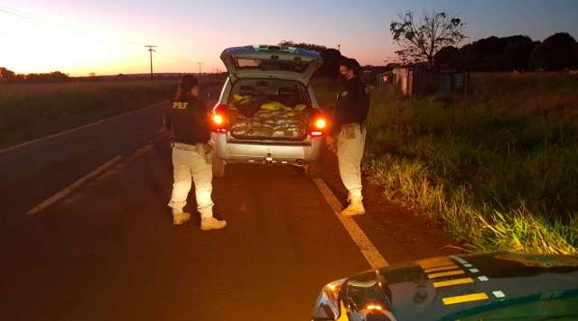 Em persegui&ccedil;&atilde;o, jovem de 20 anos &eacute; preso com 381 quilos de maconha na MS-164