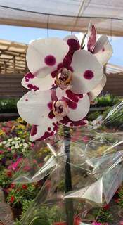 Belas orquídeas, em 5 diferentes espécies, com preços a partir de R$ 35 (Foto: Divulgação)
