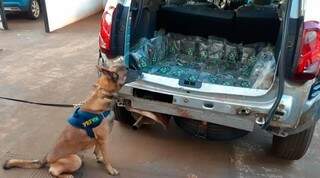 Um dos cães que encontrou a droga no veículo. (Foto: PRF)