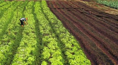 Agricultores familiares de MS ganham plataforma digital para vender produtos