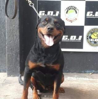 Cão da raça rottwailer teve o nome escolhido em votação no Instagram; Colt está sendo treinado (Foto: Instagram do GOI/Reprodução)