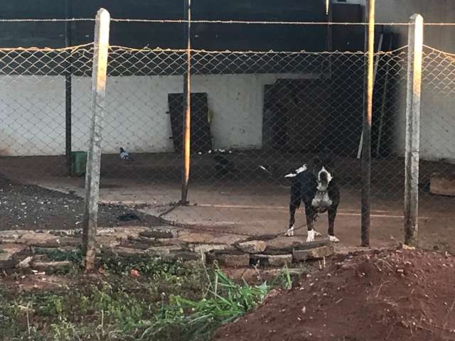 Acorrentado h&aacute; meses, pit bull &eacute; resgatado e dono responder&aacute; por maus-tratos