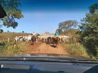 Os peões na frente do carro, levando o gado na estrada antes. (Foto: Alcemir Martins Corrêa)