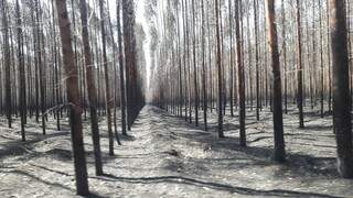 Área de floresta plantada que foi incendiada no ano passado em MS (Divulgação)