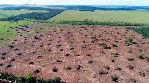 Desmatamento do Cerrado sul-mato-grossense volta a avançar após anos em queda