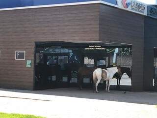 Dois cavalos apareceram na frente da sede da Cassems, em Corumbá. (Foto: Direto das Ruas)