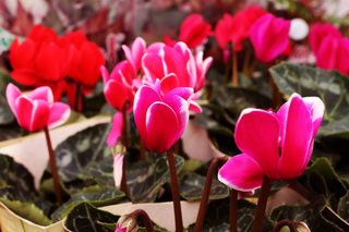 Na Ralf Garden, flor para o Dia dos Namorados custa a partir de R$ 5,00