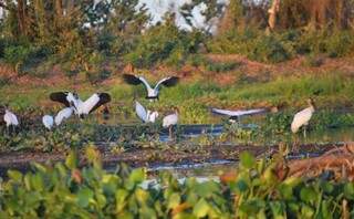 O Pantanal sul-mato-grossense certamente estará entre os programas imperdíveis na volta à normalidade (Foto: Fonte: Guia Viagens Brasil)