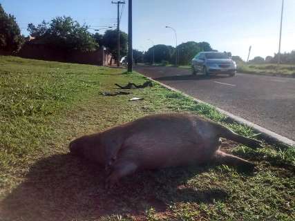 Aparentemente atropelada, capivara apodrece em avenida