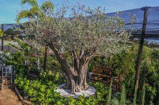 Oliveira parece um bonsai, mas tem cerca de dois metros de altura (Foto Marcos Maluf)