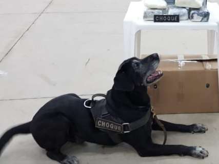 Em operação do Choque, cão farejador encontra droga em transportadora 