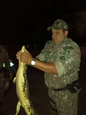 Jacar&eacute; de 1,5 metro &eacute; encontrado passeando por bairro de Miranda