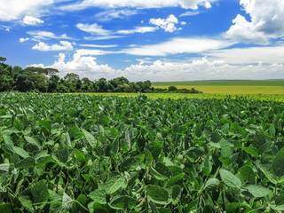 Mato Grosso do Sul cultivou 3,2 milhões de hectares na última safra (Divulgação)