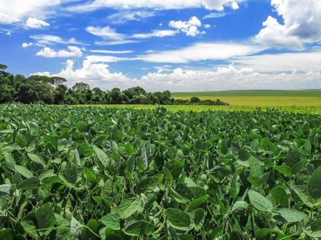 Soja transg&ecirc;nica reina no MS e apenas 7,3% do plantio &eacute; do gr&atilde;o convencional