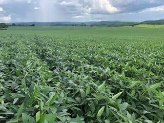 Plano Safra deve garantir abertura de 300 mil hectares de soja no Estado 
