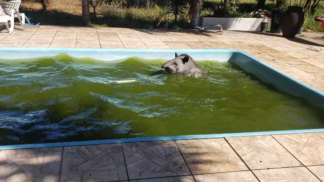 Anta de 270 kg vai parar dentro de piscina em ch&aacute;cara na Capital