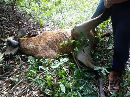 Operação resgata cervo-do-pantanal com ferimentos graves à margem de rodovia
