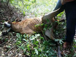 Animal foi encontrado à margem de rodovia em Miranda. (Foto: Divulgação)