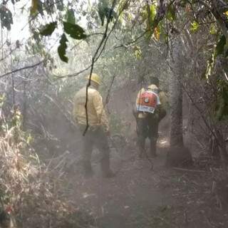 Brigadas do Prevfogo atuam no combate a incêndios florestais em todo o Brasil (Foto: Divulgação/Ibama)