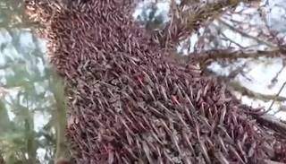 Gafanhotos tomam conta de árvore na Argentina mostra vídeo que circula na internet (Foto: Reprodução)