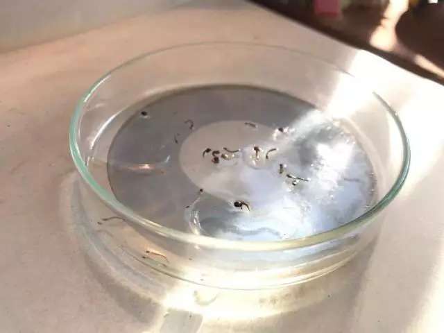 Com dengue em todas as cidades, MS teve 163 novos casos ao dia em 1 semana
