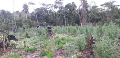 Polícia paraguaia destrói plantação de 5 hectares de maconha na fronteira 