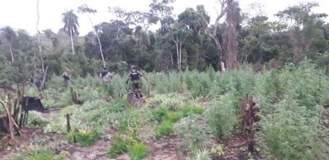 Pol&iacute;cia paraguaia destr&oacute;i planta&ccedil;&atilde;o de 5 hectares de maconha na fronteira 