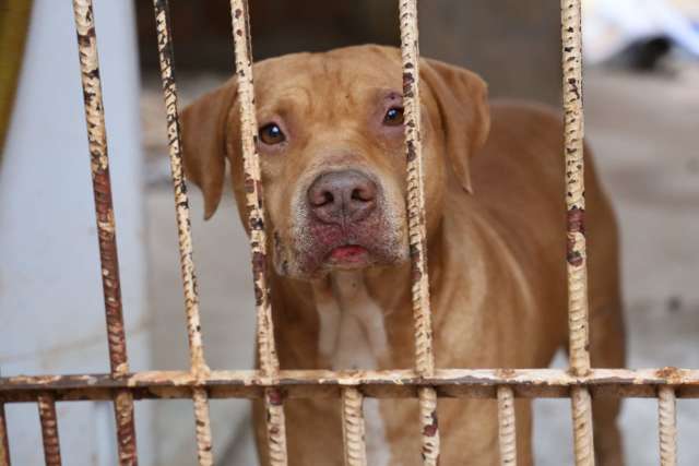 Em briga de pitbulls, guarda municipal atira no port&atilde;o do vizinho